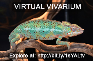 Virtual Vivarium Sticker